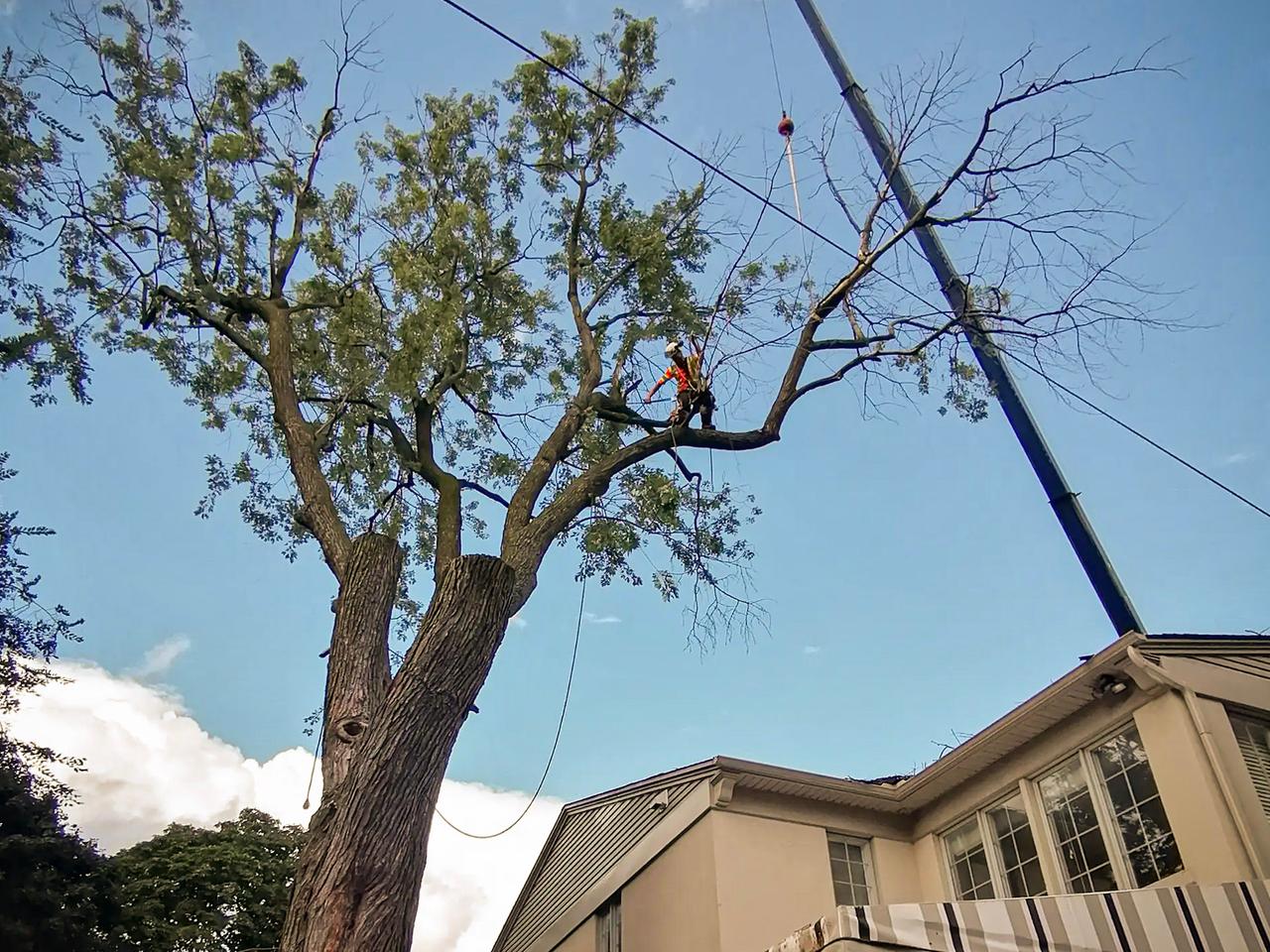 Élagage d'un grand arbre à l'aide d'une grue pour assurer la sécurité dans une résidence privée.