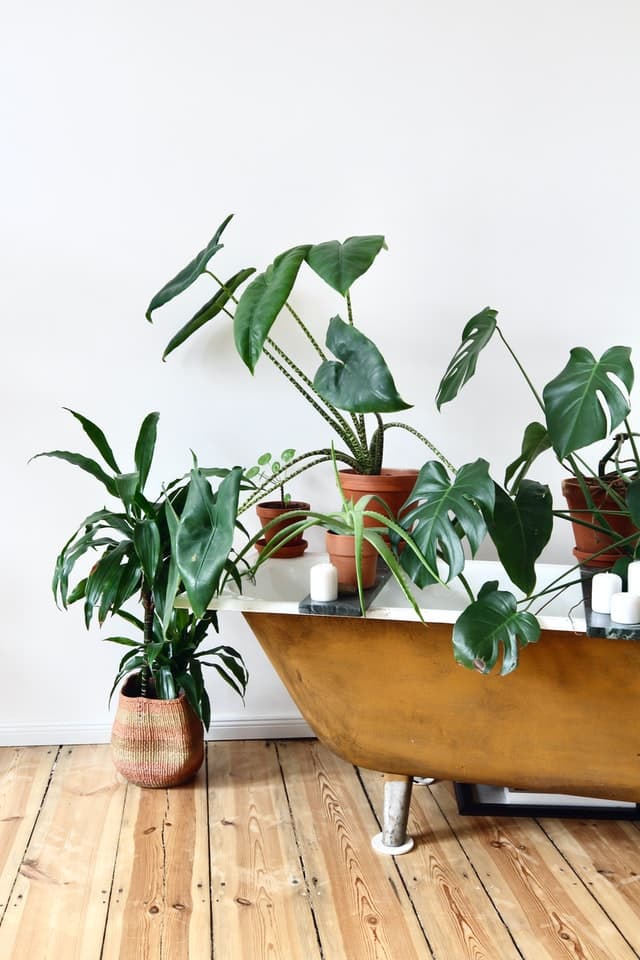 Plantes intérieures décoration_Comment choisir vos plantes d'intérieur