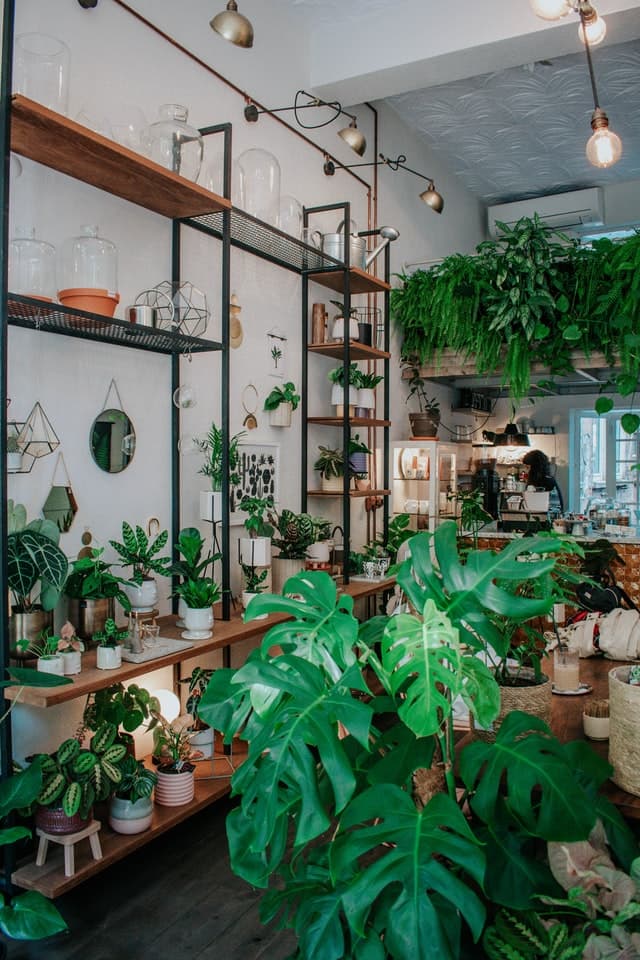 Plantes vertes intérieures dans un magasin_Comment choisir vos plantes d'intérieur