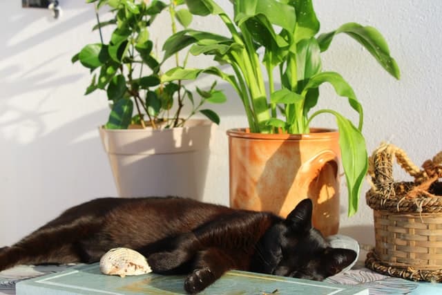 Chat couché sous plantes vertes_Comment choisir vos plantes d'intérieur